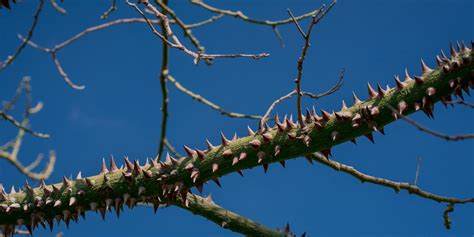 6 Types of Trees with Spikes on the Trunk - GFL Outdoors