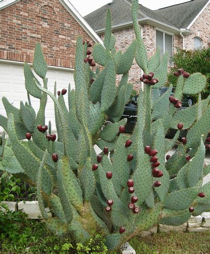 Foraging Texas: Cow's Tongue Cactus