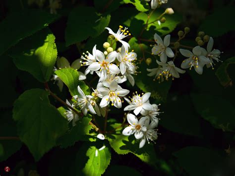 FROM THE GARDEN OF ZEN: Hime-utsugi (Deutzia gracilis) flowers in Engaku-ji