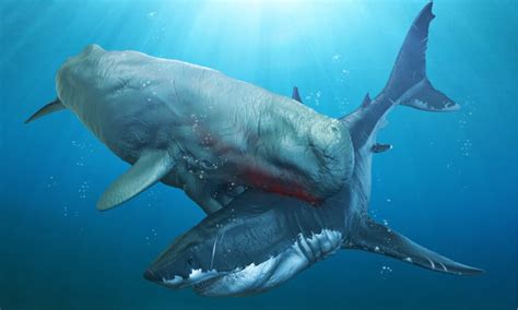 Why Did Megalodon Sharks Go Extinct? - Wiki Point