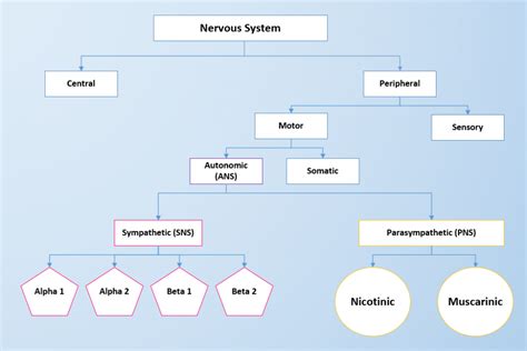 4.2 Autonomic Nervous System Basics – Nursing Pharmacology