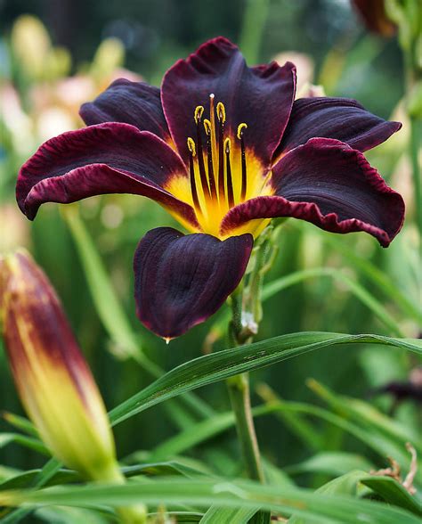 A Dark Purple Tiger Lilly Photograph by B Wayne Mullins