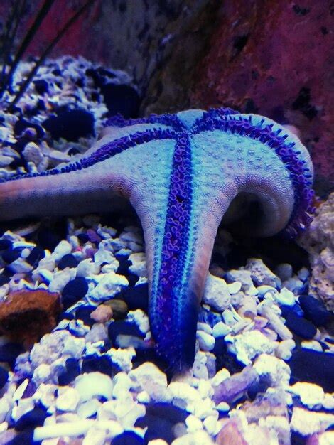 Premium Photo | Close-up of blue sea in aquarium