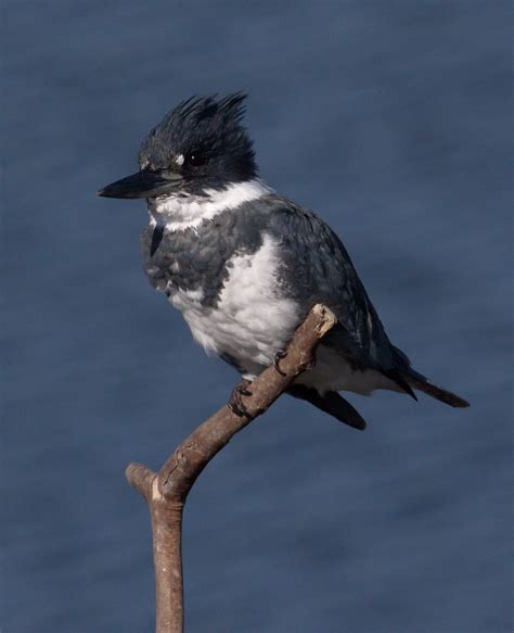 Belted Kingfisher | San Diego Bird Spot