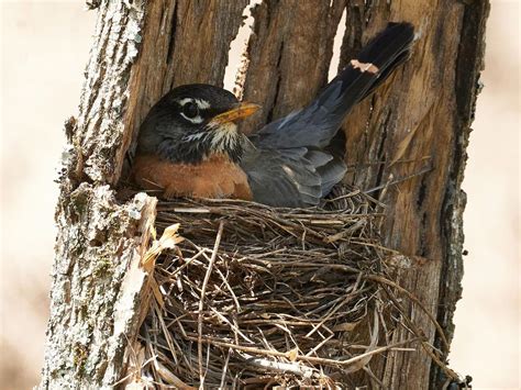 American Robin Nesting (All You Need To Know) | Birdfact