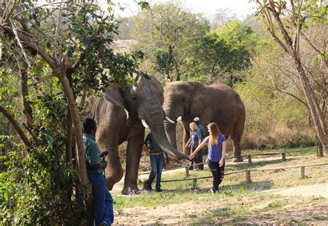 Hazyview Elephant Sanctuary • Young Wayfarer