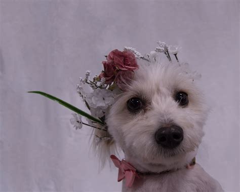 Dogs wearing Flower Crowns on Behance