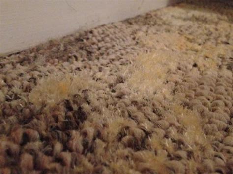 Dangers of Mould Infestation in Your Carpet - BOAS Cleaning