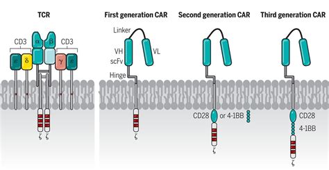 CAR T cell immunotherapy for human cancer | Science