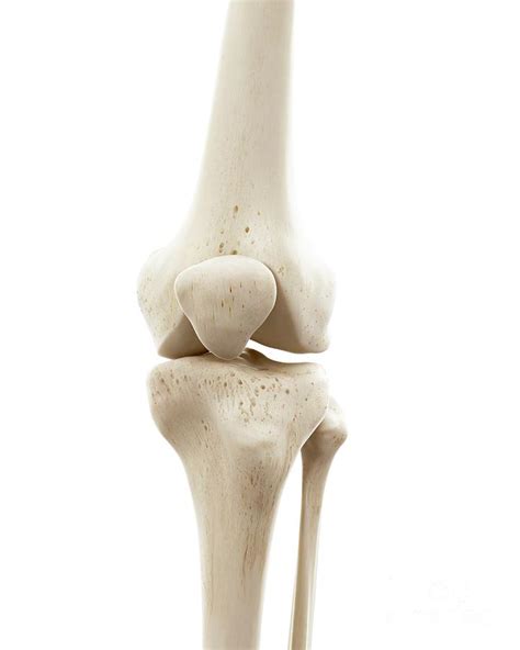 Illustration Of Human Knee Bones Photograph by Sebastian Kaulitzki/science Photo Library - Pixels