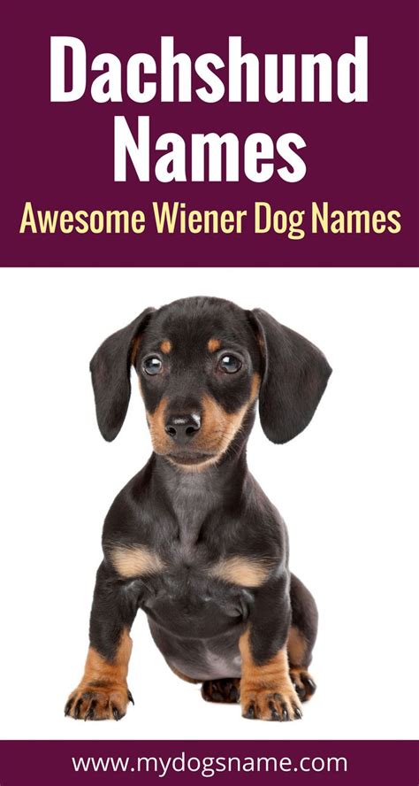 Dachshund Names - [225+ Perfect Wiener Dog Names!] - My Dog's Name