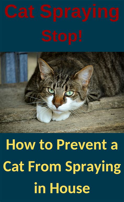 How To Stop A Cat From Spraying In The House Image JPG