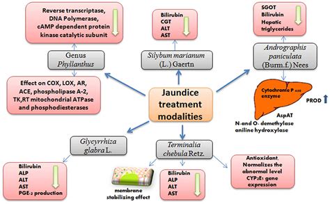 Frontiers | Ethnopharmacological Approaches for Therapy of Jaundice ...