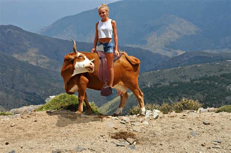 Free photo: Cow Ride - Activity, Animal, Cow - Free Download - Jooinn