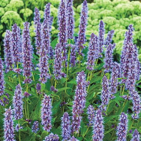 Blue Fortune Anise Hyssop | Brecks Premium Bulbs