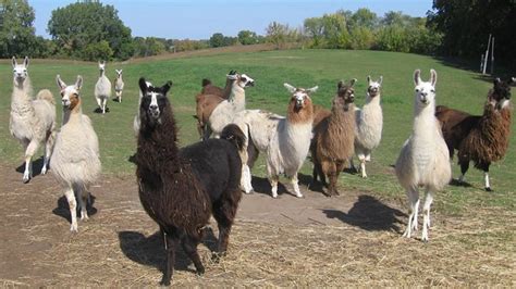 Youth Group Outing - Carlsons Llovable Llamas at Carlson's Llovable Llama's, 8380 County Road 10 ...