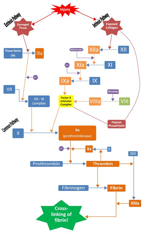 Coagulation and the Clotting Cascade - almostadoctor