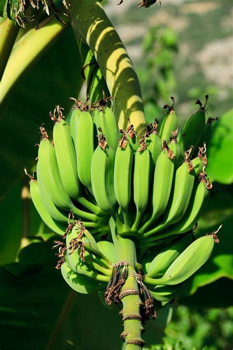 BANANA Plants For Zones 8b-10 - Ask The Green Genie