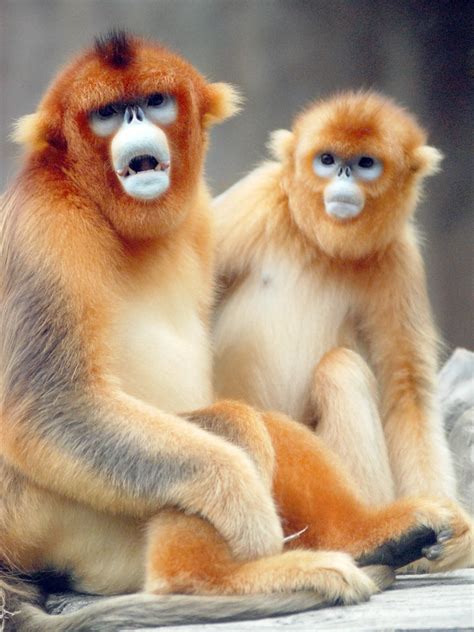 Golden snub nosed monkey | Golden snub nosed monkey @ everla… | Flickr