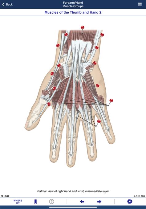 Forearm Bones, Muscles, Tendons Diagram | Quizlet