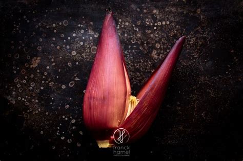 Banana flower #fruit #foodphotographer #exoticfruit #banana #flower ...