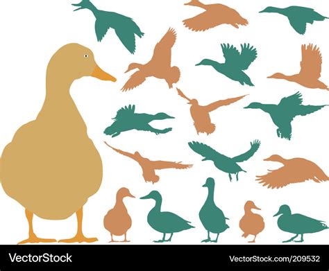 Mallard duck Royalty Free Vector Image - VectorStock