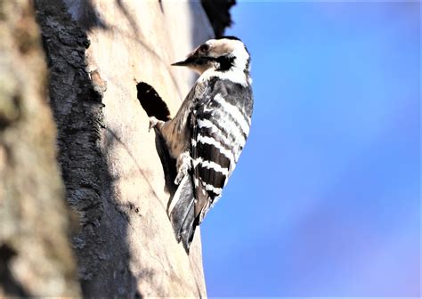 Seeing the forest for the birds: Ten principles for bird-friendly forestry