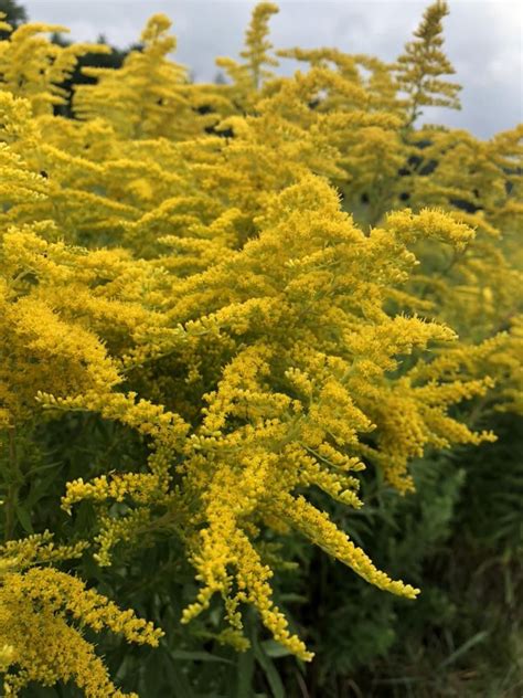 Goldenrod (and aster) | Habitat garden, Goldenrod flower, Canadensis