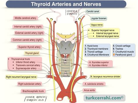 Anatomy and Physiology of the Thyroid | turkcerrahi.com/en