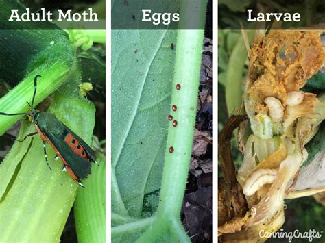 2018 Garden: Battling the Squash Vine Borer... again! – CanningCrafts