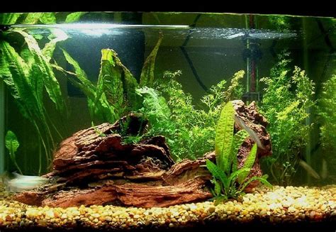 10 gallon plant choices - Aquarium Advice - Aquarium Forum Community ...