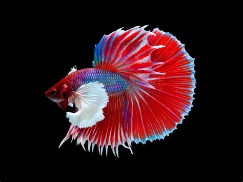 Different Types of Betta Fish » Petsoid