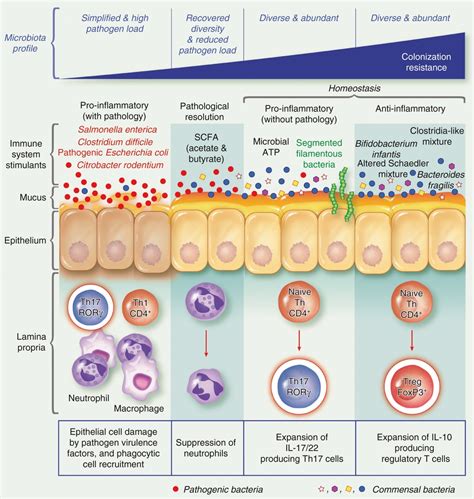 Intestinal colonization resistance - Lawley - 2013 - Immunology - Wiley Online Library