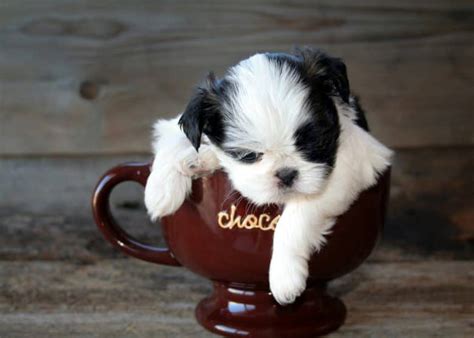 Everything You Should Know About The Courageous Teacup Shih Tzu - K9 Web