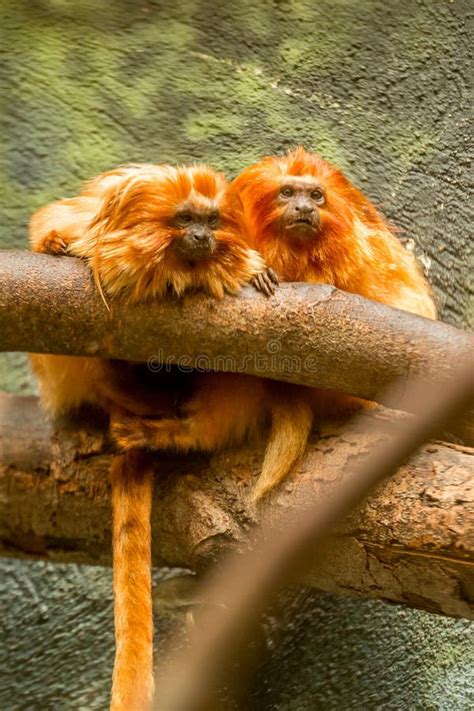 Golden Lion Tamarin Monkeys Stock Image - Image of lion, philly: 54276977