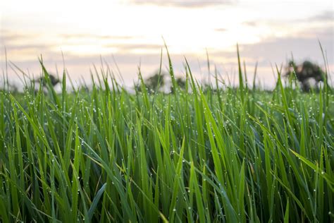 Close-up of a green grass field 1254379 Stock Photo at Vecteezy