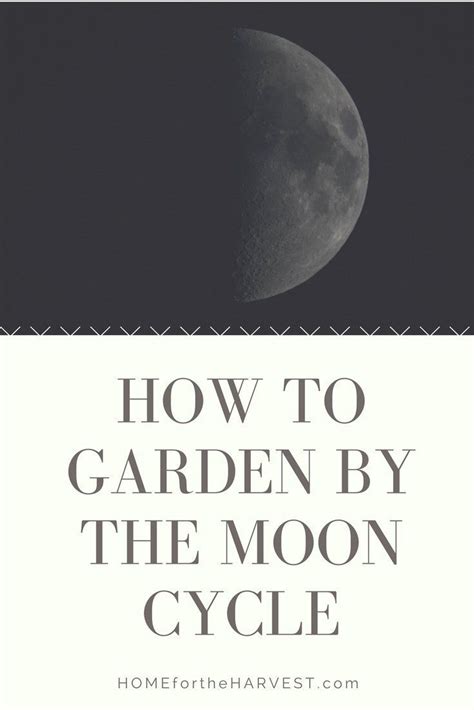 Gardening By The Moon: How To Align Your Garden With Lunar Phases ...