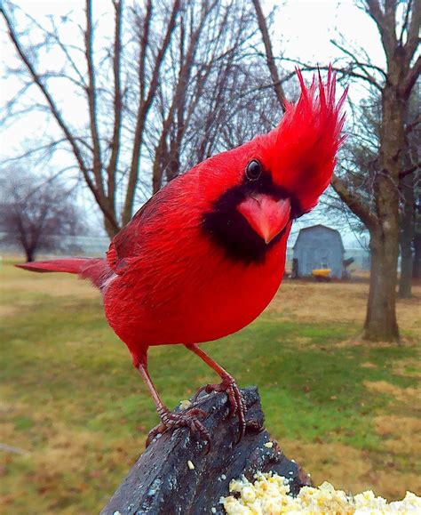 Pin by Patti Norrison-Murphy on Animal Kingdom | Beautiful birds, Bird ...