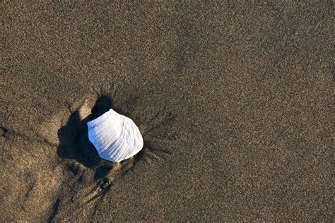 Background Shell And Sand Free Stock Photo - Public Domain Pictures