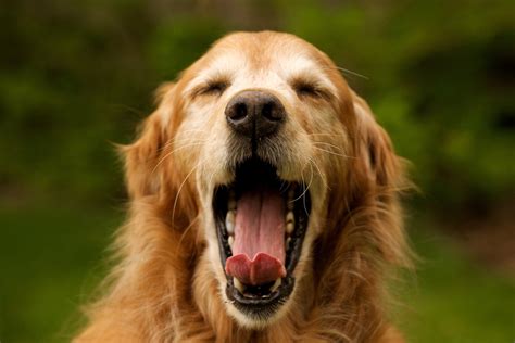 dogssuppliesonline.com | Dog yawning, Dogs golden retriever, Golden retriever