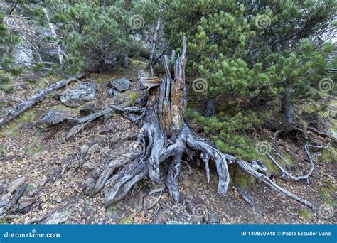 Trunk, Roots of Fallen Tree Stock Photo - Image of park, ground: 140830948