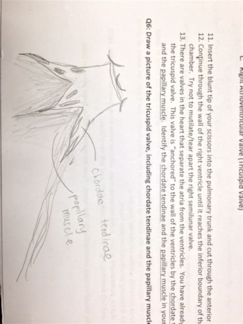 The Best of Anatomy: Sheep Heart Dissection