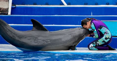 SeaWorld San Diego set to reopen Friday on limited basis with Zoo Days ...