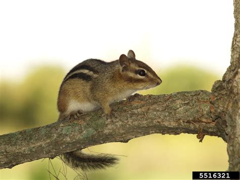 Eastern Chipmunk - Tamias striatus - NatureWorks