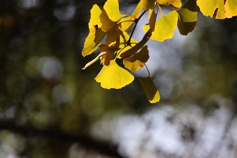 Gingko Leaves Branch - Free photo on Pixabay