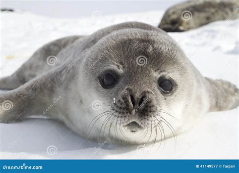 Weddell Seal Pups on the Ice of the Antarctic Stock Image - Image of adventure, killer: 41149577