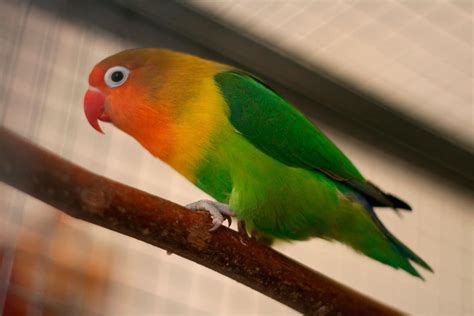 Fischer's Lovebird (Agapornis fischeri) - Exotic birds | Pets