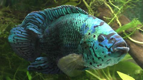 Jack Dempsey Fish Breeding Tips ⋆ One Source Pets