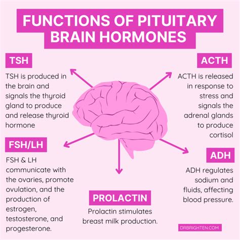 Connection Between Brain Health and Hormone Balance