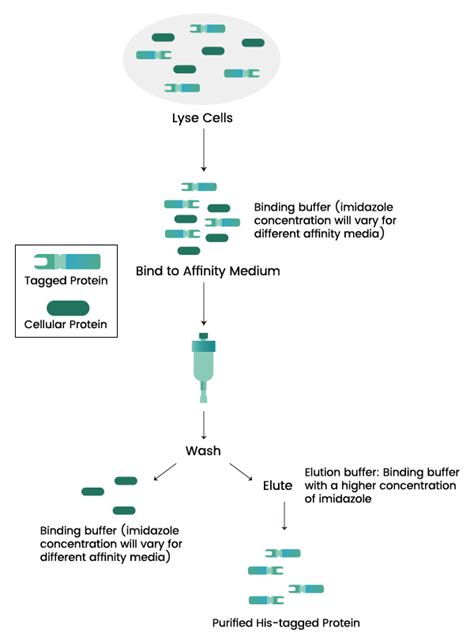 His Tagged Protein Purification | Sino Biological